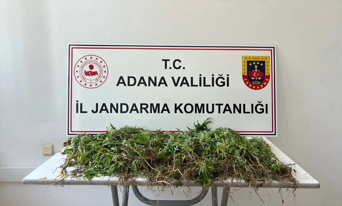 Adana'da 2 Bin 55 Kök Hint Keneviri Ele Geçirildi
