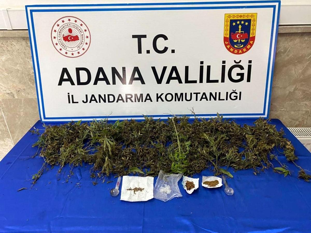 Adana'da 232 adet kök kenevir bitkisi ele geçirildi