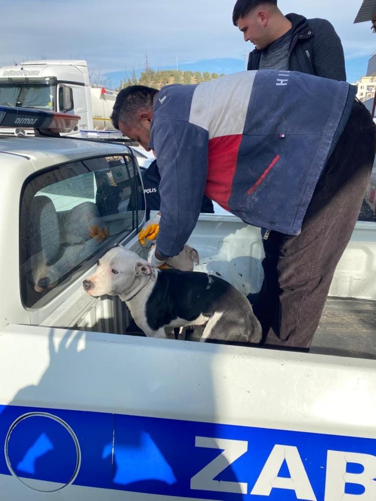 Adana'da başıboş gezen 3 pitbull cinsi köpek hayvan barınağına götürüldü