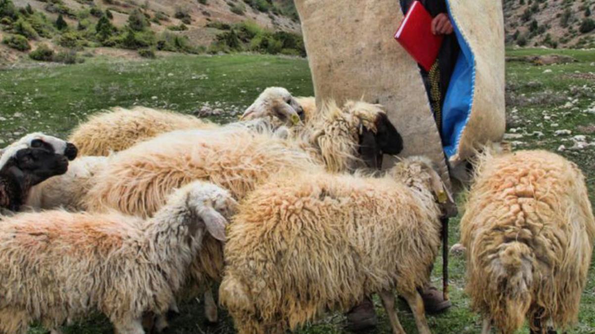 Çobanın tüyler ürperten sonu! Koyunları kurtarmak isterken acı içinde öldü